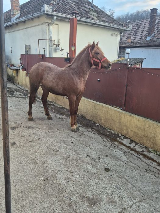 Vand manza 1 an si 6 luni