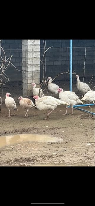 Ундык куркетауык