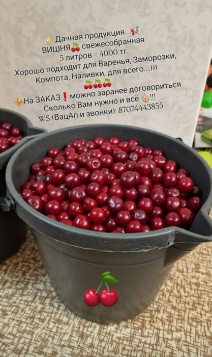 Вишня , дачная продукция, свежесбор