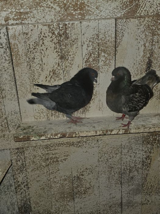 De vanzare porumbei kingi