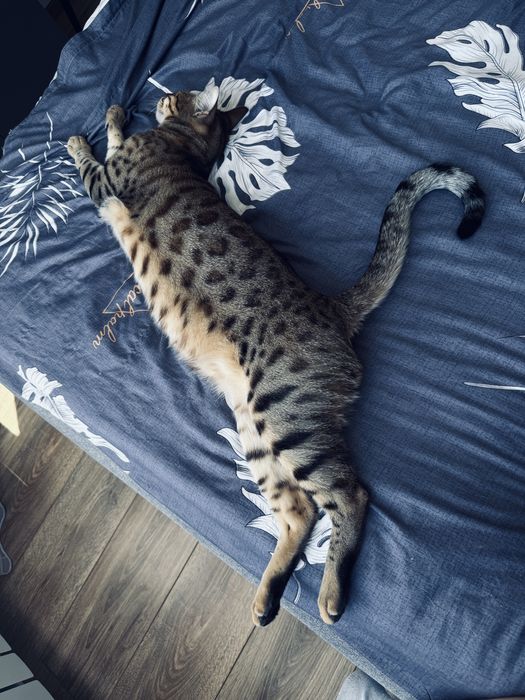 Бенгальский кот, с паспортом
