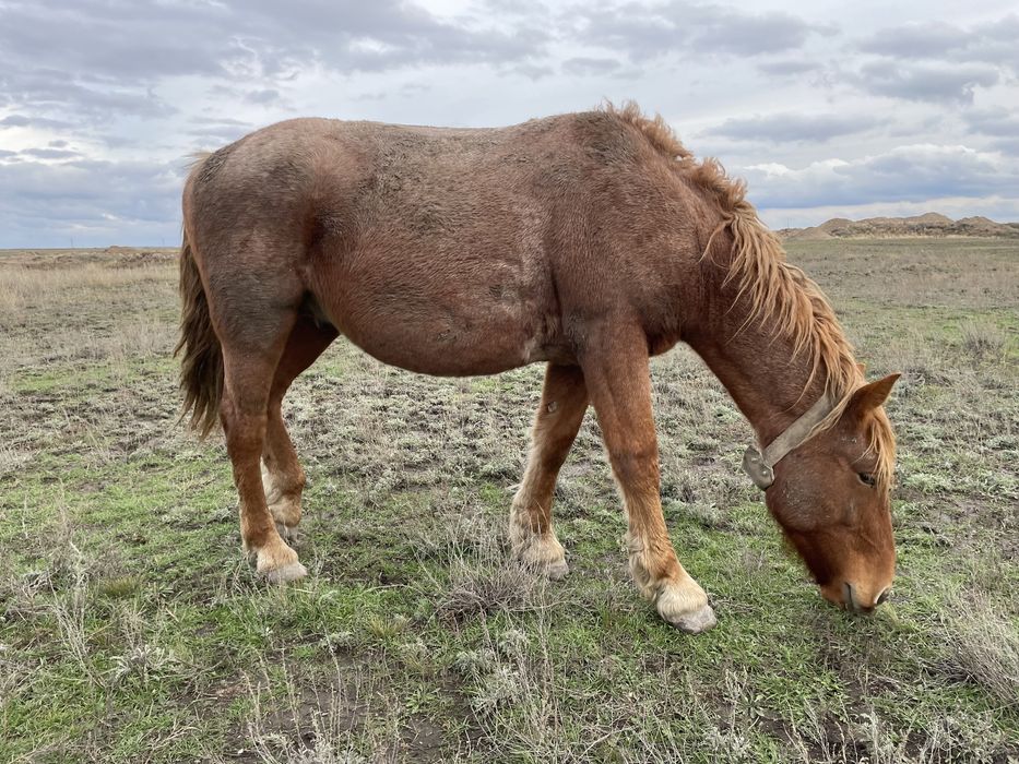 Тяжелавоз құнан!