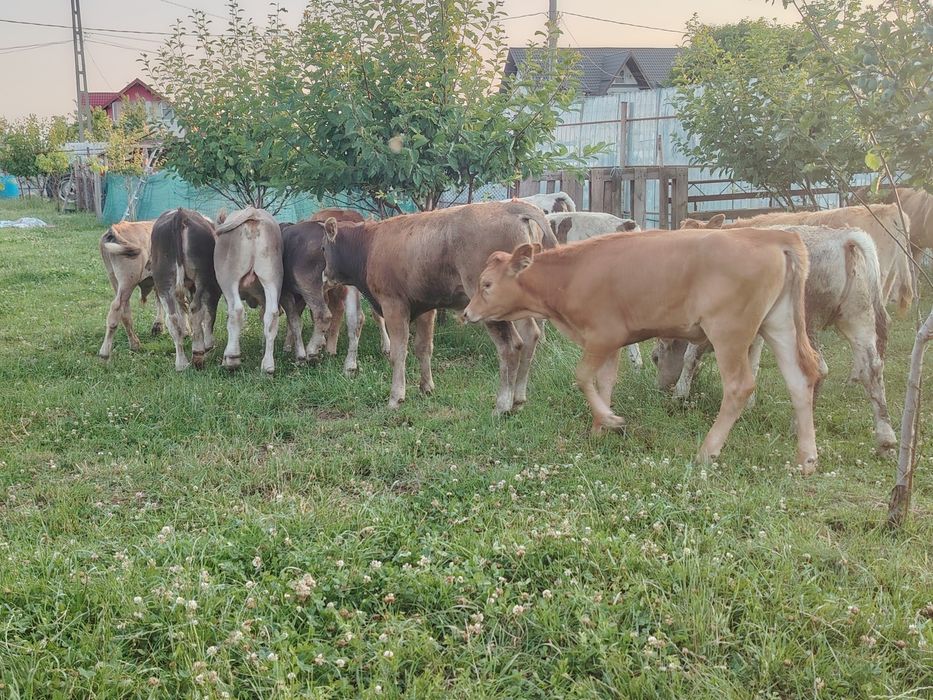Vând viței înțărcați