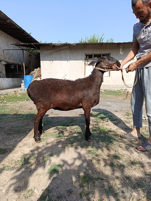 Qoy sotiladi tozasidan