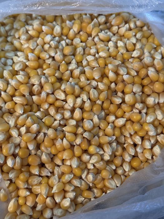 Зёрна для попкорна