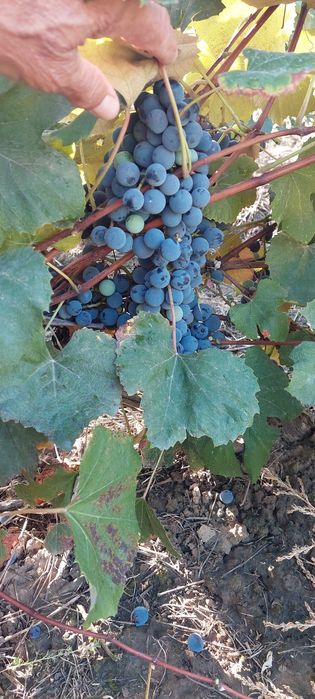 Vand struguri hibrid pentru vin