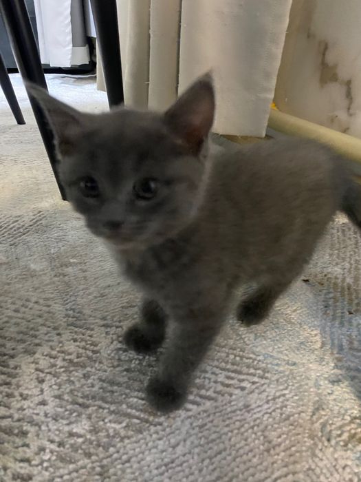 Отдам котят в хорошие руки