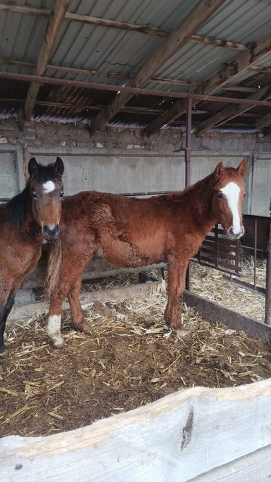 1 жасар тайлап бағасы 320000 мыңнан