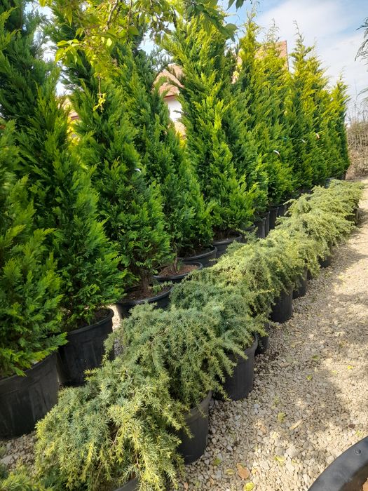 Amenajări grădini Leylandii photinia  Evudimus  Prunus