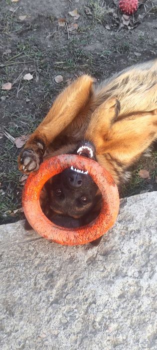 Щенки овчарки продается