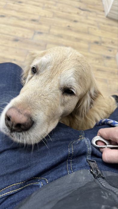 Золотистый ретривер ищет дом