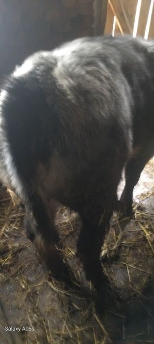 Vitel frumos si gras de vinzare