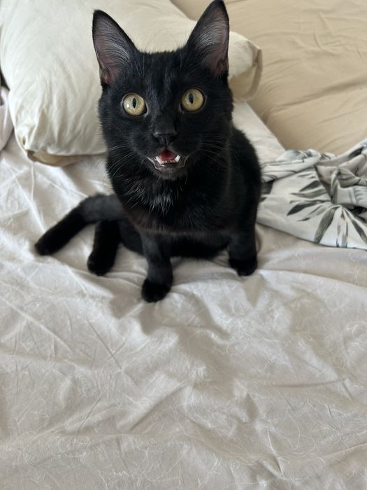 Котенок кот черный