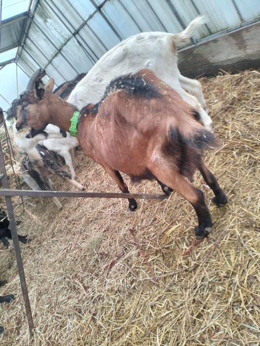 Vând capre originale