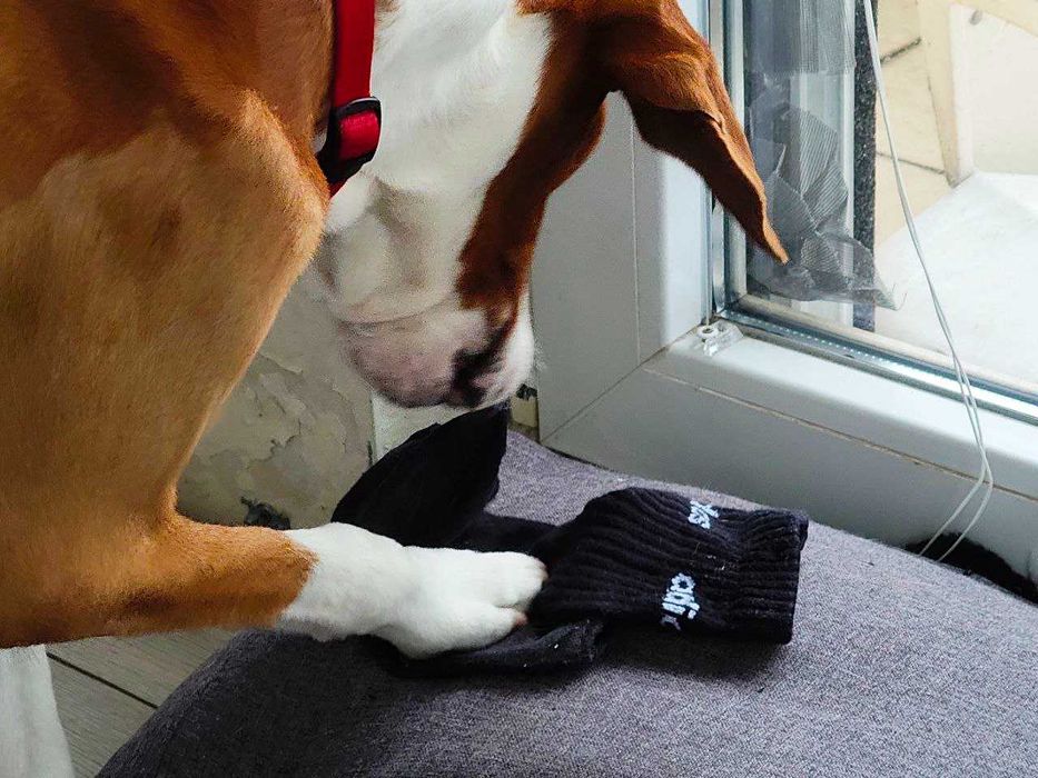 Подарявам куче Гонче на около годинка