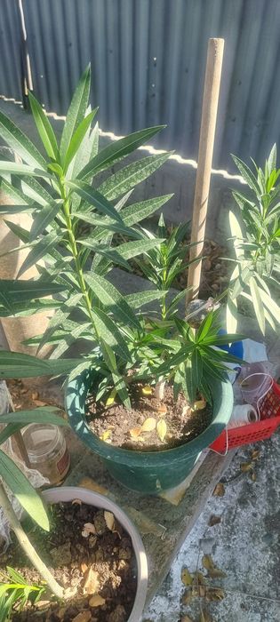 Продам цветы олеандры и бугенвилии