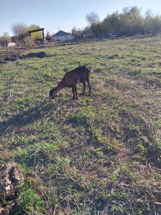 Коза англонубийская