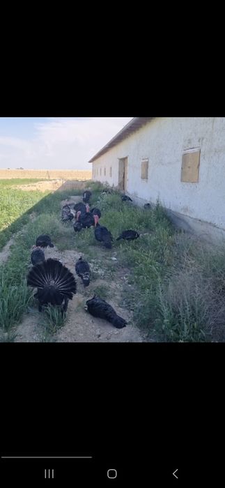 Курка хуроз ва макиенлар сотилади. Курк булганлари хам бор