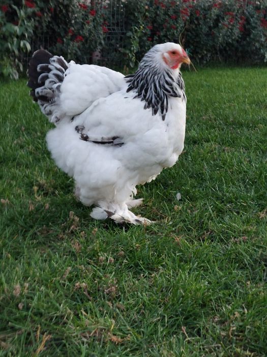 Pui Brahma,  Australorp