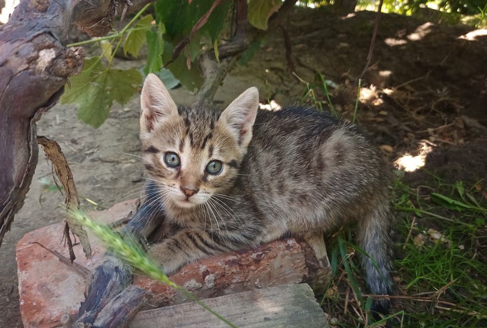 Pisici / pisoi spre adopție