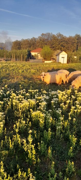 Vand o perche de oi cu un miel