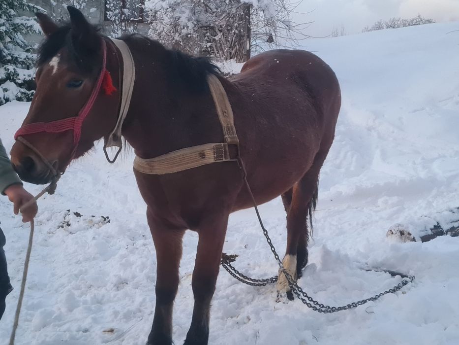 Vând mânza  vârsta 2 ani jumate