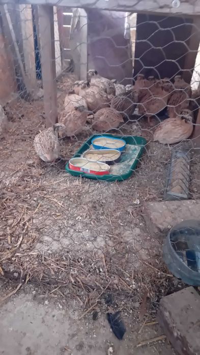 Vând/schimb prepelițe și cocoși