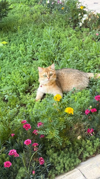 British Shorthair 10 oyli urgochi stochnaga sotiladi