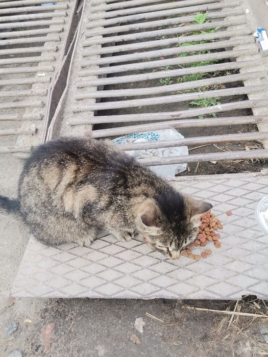 В добрые хорошие руки