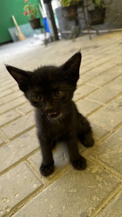 Срочно котята ищут дом