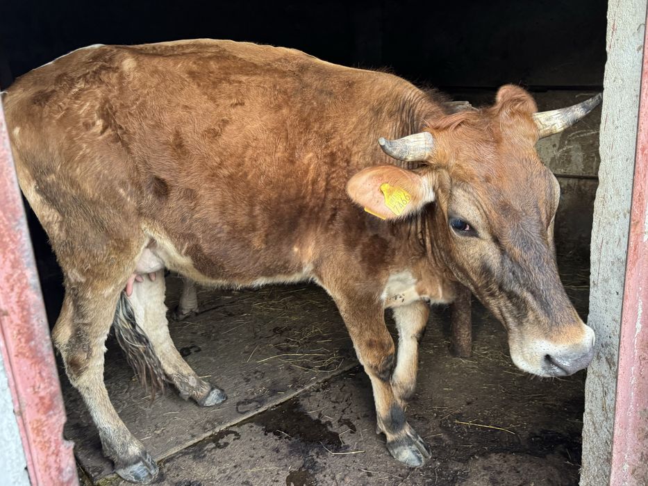 Baltata romaneasca Vaca