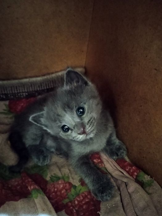 Отдам котят в добрые руки