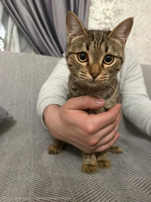 Отдам в хорошие руки кота