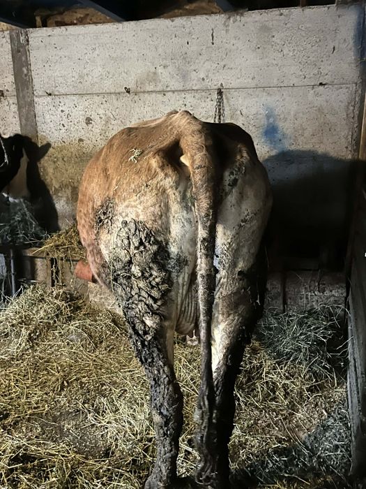 Vaca cu lapte de vânzare