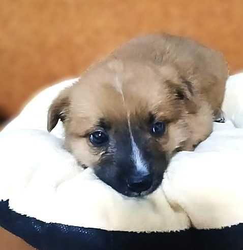 отдам щенка  в хорошие руки