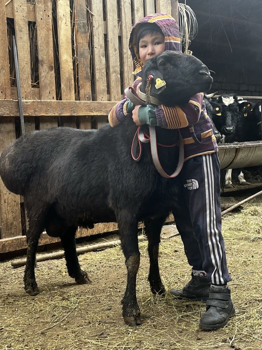 Гиссар Кошкар 11айлык