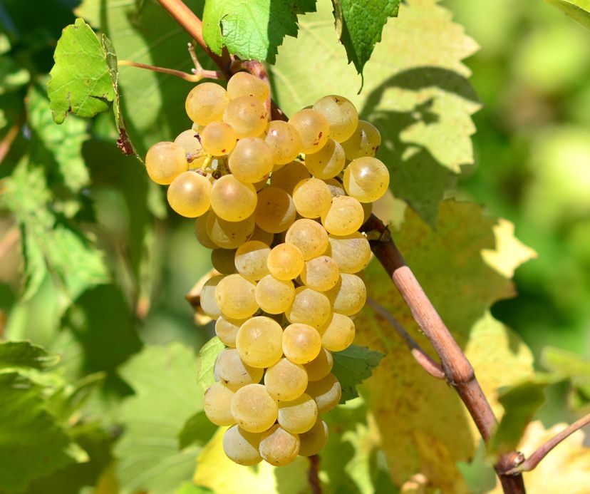 Vand struguri de vin