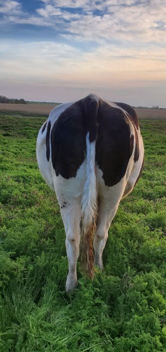 Vând vacă gestantă