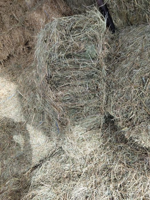 Vand baloti de lucerna