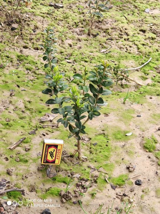 Shamshot kochat 2 yilli