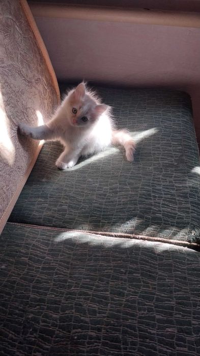 Котик 3 месяца ищет дом
