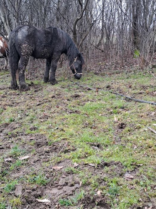 De vânzare un manz semi greu de 1 jumătate 2 ani face an primăvară