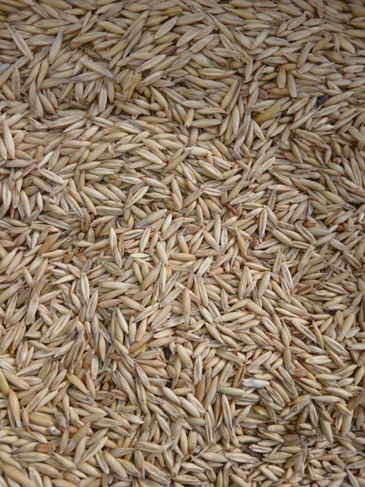 Ячмень, пшеница, зерноотход, овес