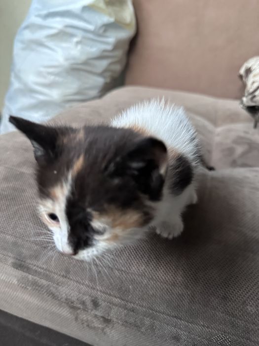 маленький котята