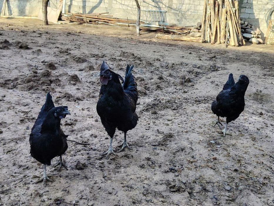 Uhayul xuroz va tovuqlar sotiladi