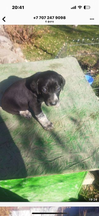 Щенки метисочки. Прекрасные 2 девочки.