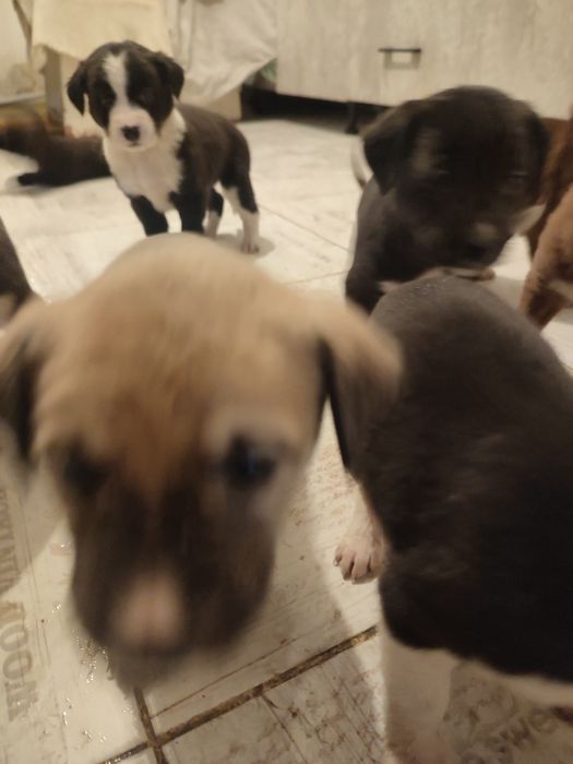 Щенки , бесплатно