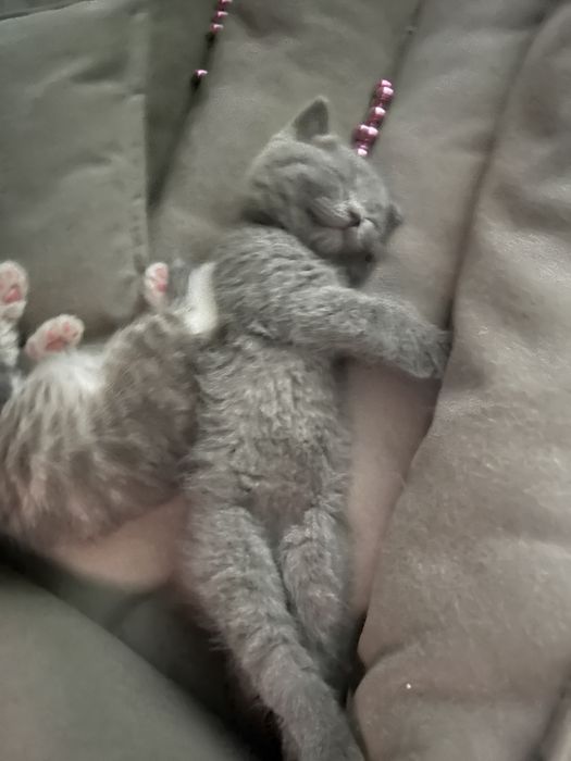 Продается котята
