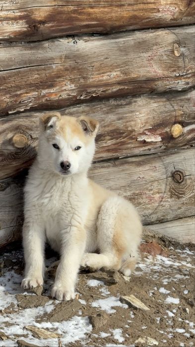 Продам щенка хаски