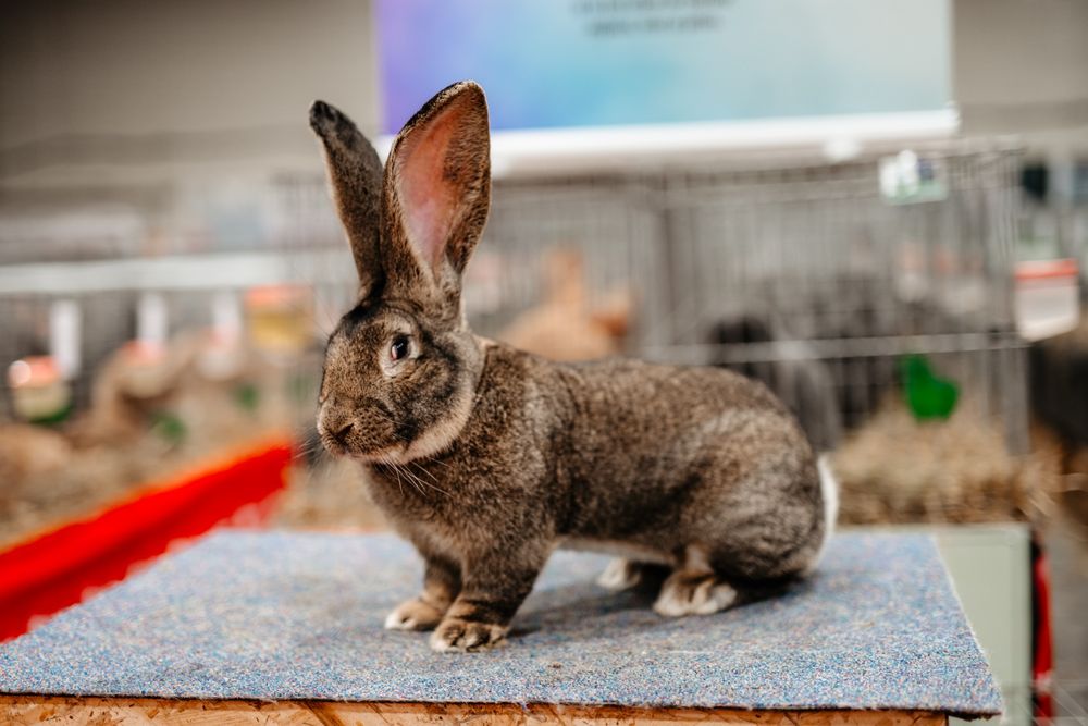 Mascul de martie 2025